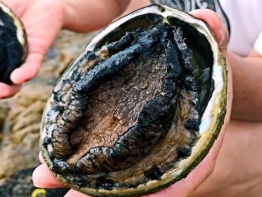 2020年新西蘭國民級美食排名,黑邊鮑魚營養(yǎng)豐富、新西蘭大龍蝦口感好