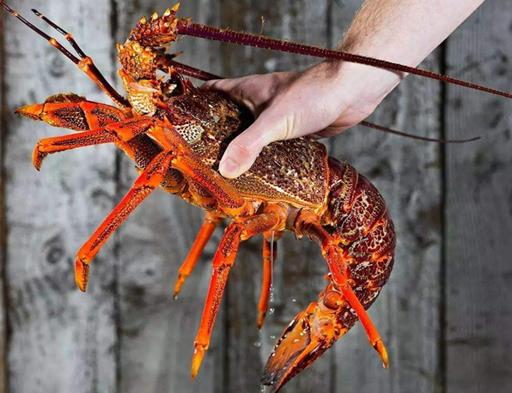 2020年新西蘭國民級美食排名,黑邊鮑魚營養(yǎng)豐富、新西蘭大龍蝦口感好