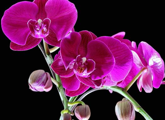 秋天盛開(kāi)的十種花盤點(diǎn),菊花的品種多,桂花香氣讓人陶醉