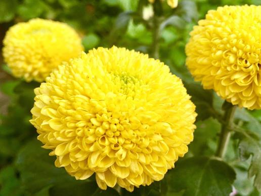 秋天盛開(kāi)的十種花盤點(diǎn),菊花的品種多,桂花香氣讓人陶醉