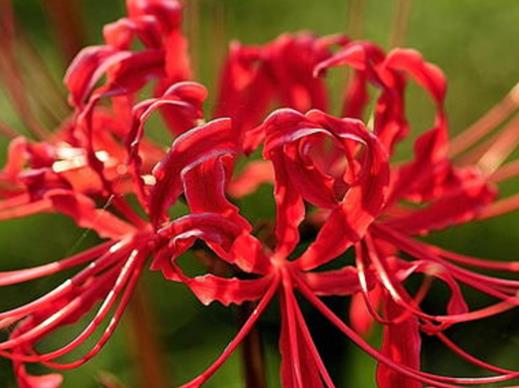 秋天盛開(kāi)的十種花盤點(diǎn),菊花的品種多,桂花香氣讓人陶醉
