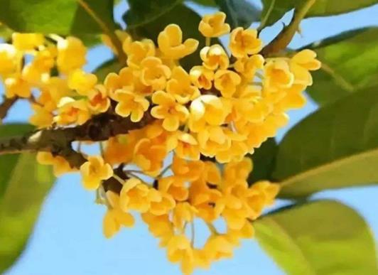 秋天盛開(kāi)的十種花盤點(diǎn),菊花的品種多,桂花香氣讓人陶醉