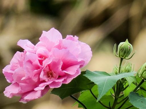 秋天盛開(kāi)的十種花盤點(diǎn),菊花的品種多,桂花香氣讓人陶醉