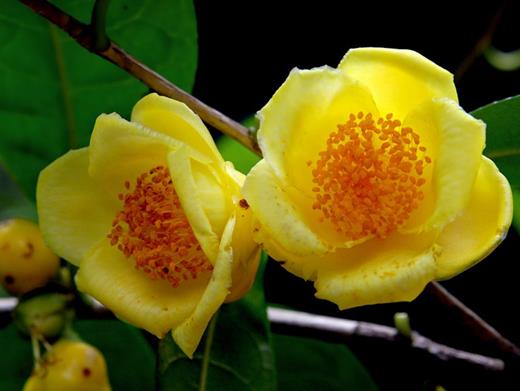 秋天盛開(kāi)的十種花盤點(diǎn),菊花的品種多,桂花香氣讓人陶醉