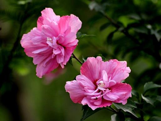 秋天盛開(kāi)的十種花盤點(diǎn),菊花的品種多,桂花香氣讓人陶醉
