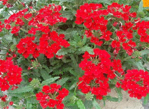 秋天盛開(kāi)的十種花盤點(diǎn),菊花的品種多,桂花香氣讓人陶醉