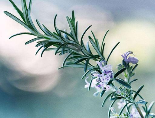 秋天盛開(kāi)的十種花盤點(diǎn),菊花的品種多,桂花香氣讓人陶醉