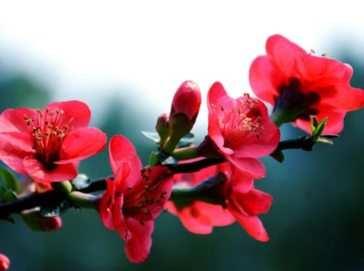 秋天盛開(kāi)的十種花盤點(diǎn),菊花的品種多,桂花香氣讓人陶醉