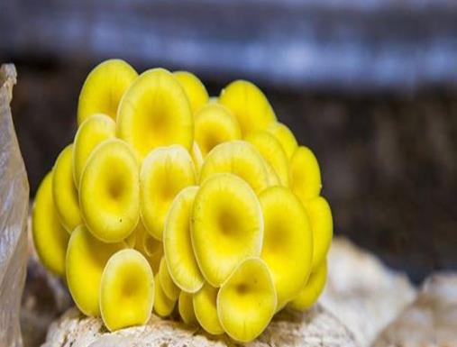 中國十大野生菌排名,干巴菌經(jīng)濟價值高、雞樅菌營養(yǎng)價值豐富
