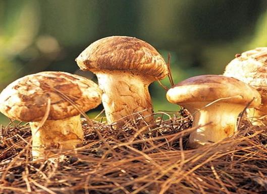 十大名貴菌類排行榜,冬蟲夏草非常名貴、羊肚菌稀少又名貴