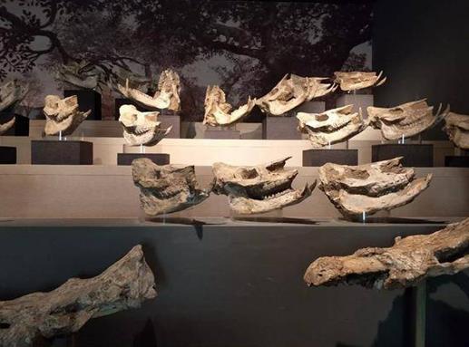 合肥十大展覽館排行榜,合肥科技館、安徽國際會展中心適合親子游