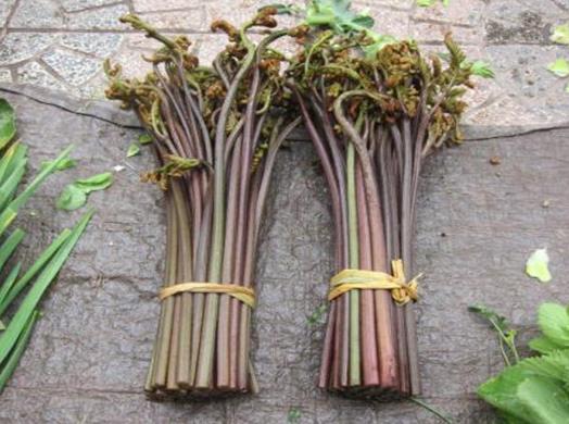 十大抗癌野菜排名,蕨菜清熱化痰、馬齒菜適合糖尿病患者