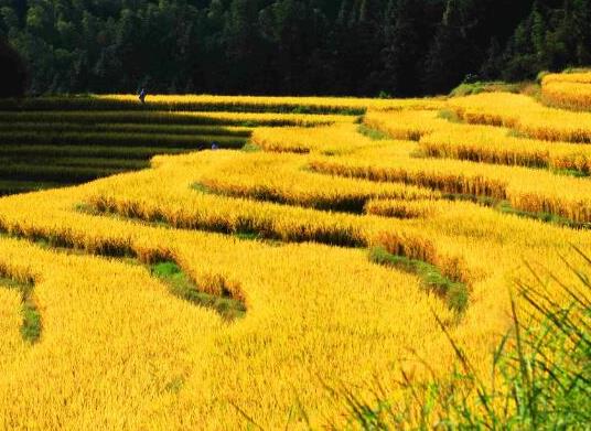 國(guó)內(nèi)十大最美梯田排名,廣西龍脊梯田、云南元陽(yáng)哈尼梯田神奇壯麗