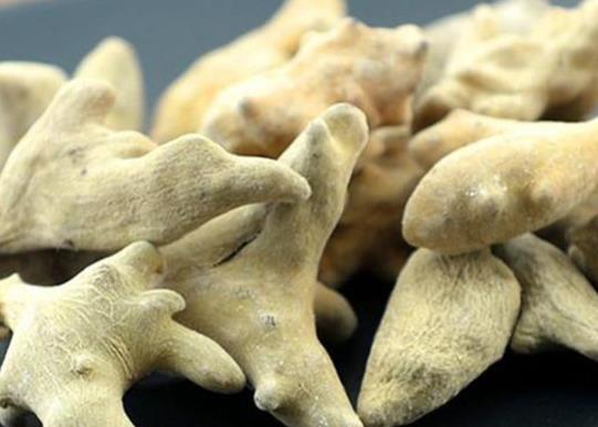 貴州十大名藥排行榜,天麻非常名貴、杜仲預(yù)防骨質(zhì)疏松