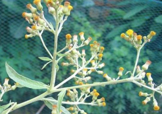 貴州十大名藥排行榜,天麻非常名貴、杜仲預(yù)防骨質(zhì)疏松