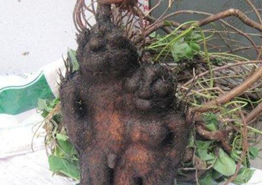 貴州十大名藥排行榜,天麻非常名貴、杜仲預(yù)防骨質(zhì)疏松