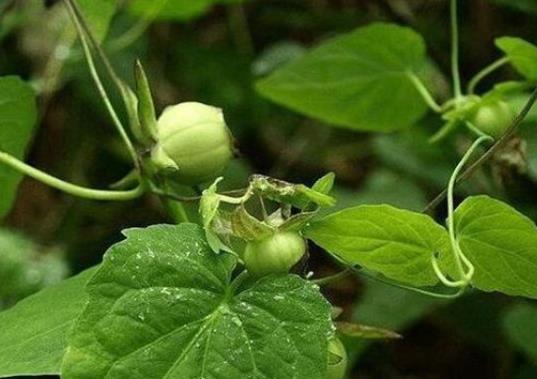 貴州十大名藥排行榜,天麻非常名貴、杜仲預(yù)防骨質(zhì)疏松