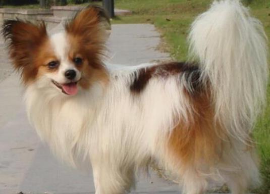十大適合家養(yǎng)的小型犬,博美犬聰明活潑、馬爾濟(jì)斯外表雍容華貴