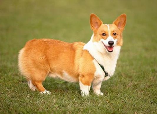 十大適合家養(yǎng)的小型犬,博美犬聰明活潑、馬爾濟(jì)斯外表雍容華貴