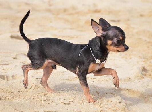 十大適合家養(yǎng)的小型犬,博美犬聰明活潑、馬爾濟(jì)斯外表雍容華貴