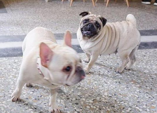 十大適合家養(yǎng)的小型犬,博美犬聰明活潑、馬爾濟(jì)斯外表雍容華貴