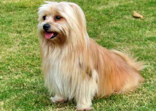 十大適合家養(yǎng)的小型犬,博美犬聰明活潑、馬爾濟(jì)斯外表雍容華貴
