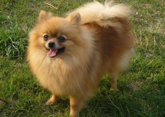 十大適合家養(yǎng)的小型犬,博美犬聰明活潑、馬爾濟(jì)斯外表雍容華貴