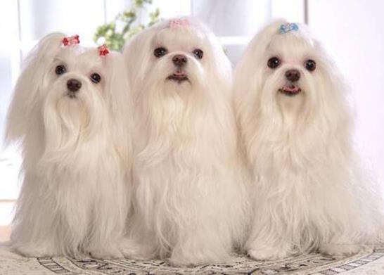 十大適合家養(yǎng)的小型犬,博美犬聰明活潑、馬爾濟(jì)斯外表雍容華貴