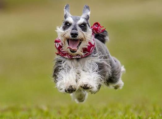 十大適合家養(yǎng)的小型犬,博美犬聰明活潑、馬爾濟(jì)斯外表雍容華貴