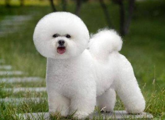 十大適合家養(yǎng)的小型犬,博美犬聰明活潑、馬爾濟(jì)斯外表雍容華貴