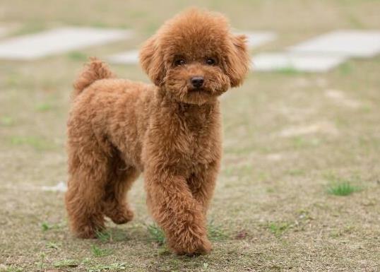 十大適合家養(yǎng)的小型犬,博美犬聰明活潑、馬爾濟(jì)斯外表雍容華貴