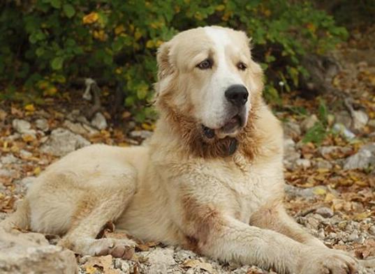 世界十大最受歡迎牧羊犬,邊境牧羊犬、德國(guó)牧羊犬智商高