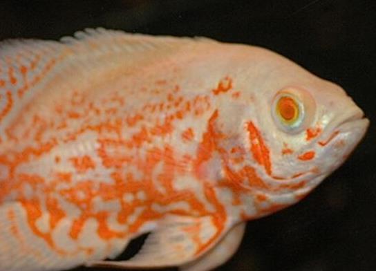 世界十大最好養(yǎng)的大型觀賞魚,地圖魚不兇猛、七星刀魚生長速度極快