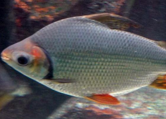 世界十大最好養(yǎng)的大型觀賞魚,地圖魚不兇猛、七星刀魚生長速度極快