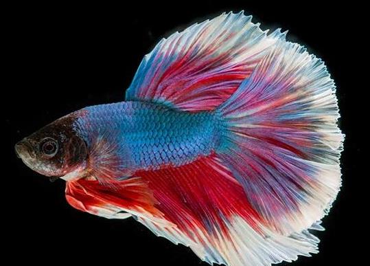 十大最好養(yǎng)的小型觀賞魚種類,孔雀魚活潑好動、吻鱸性情溫順