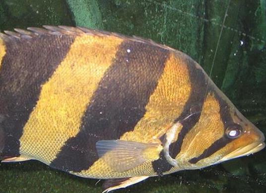 世界十大最好養(yǎng)的大型觀賞魚,地圖魚不兇猛、七星刀魚生長速度極快