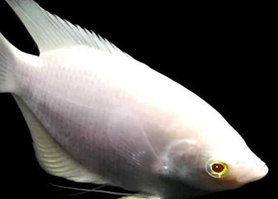 世界十大最好養(yǎng)的大型觀賞魚,地圖魚不兇猛、七星刀魚生長速度極快