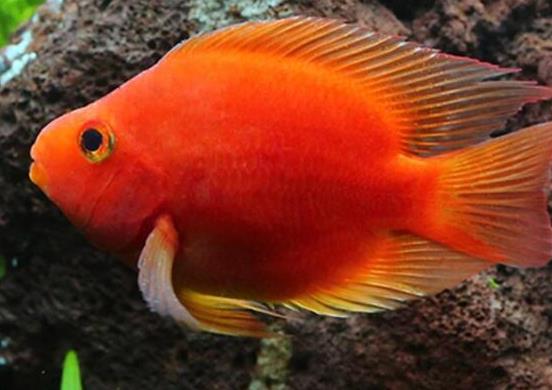 世界十大最好養(yǎng)的大型觀賞魚,地圖魚不兇猛、七星刀魚生長速度極快