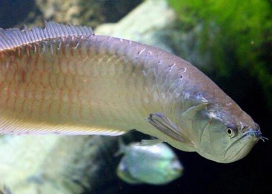 世界十大最好養(yǎng)的大型觀賞魚,地圖魚不兇猛、七星刀魚生長速度極快