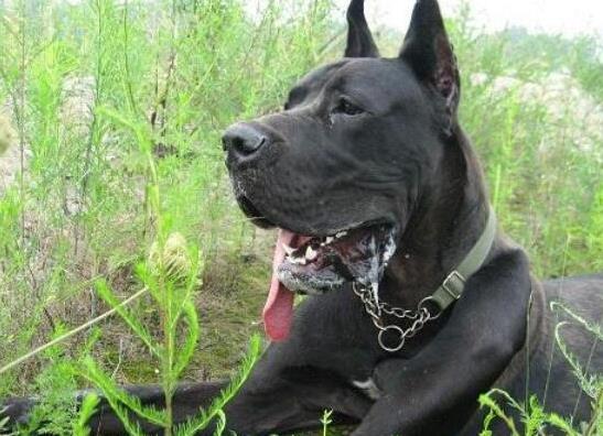世界十大巨型犬種排名,中亞牧羊犬戰(zhàn)斗力強(qiáng)、高加索犬是犬中之王