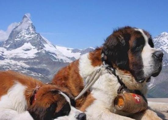 世界十大巨型犬種排名,中亞牧羊犬戰(zhàn)斗力強(qiáng)、高加索犬是犬中之王