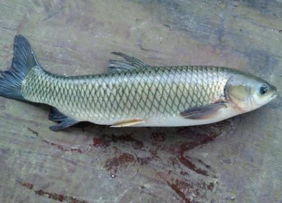 中國最常吃的十種淡水魚,草魚能開胃滋補(bǔ)、鯖魚魚肉堅(jiān)實(shí)