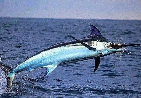 世界十大游速最快的魚(yú),印度槍魚(yú)體內(nèi)脂肪含量高、旗魚(yú)生性勇猛