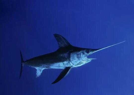 世界十大游速最快的魚(yú),印度槍魚(yú)體內(nèi)脂肪含量高、旗魚(yú)生性勇猛