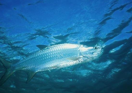 世界十大游速最快的魚(yú),印度槍魚(yú)體內(nèi)脂肪含量高、旗魚(yú)生性勇猛