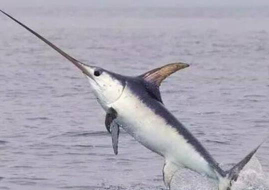 世界十大游速最快的魚(yú),印度槍魚(yú)體內(nèi)脂肪含量高、旗魚(yú)生性勇猛