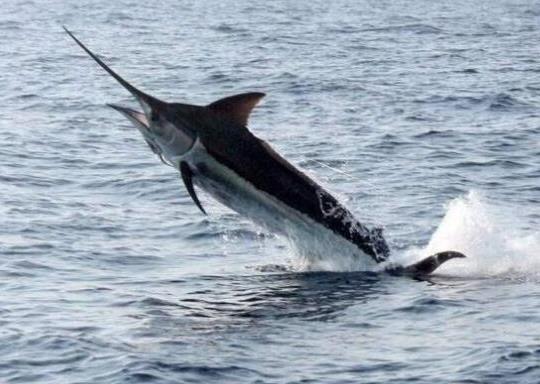 世界十大游速最快的魚(yú),印度槍魚(yú)體內(nèi)脂肪含量高、旗魚(yú)生性勇猛
