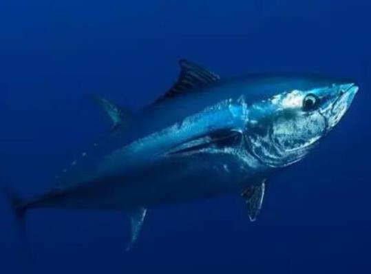 世界十大游速最快的魚(yú),印度槍魚(yú)體內(nèi)脂肪含量高、旗魚(yú)生性勇猛