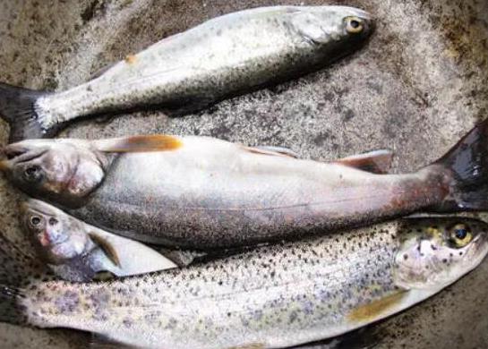 世界十大攻擊力最強(qiáng)的淡水魚,白鱘被稱為水中大熊貓、亞馬遜鲇魚很兇猛
