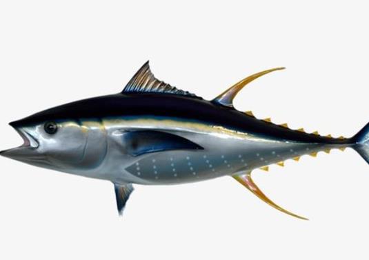 廣東十大河鮮排行榜,鮑魚(yú)蛋白質(zhì)含量高、象拔蚌肉質(zhì)鮮美